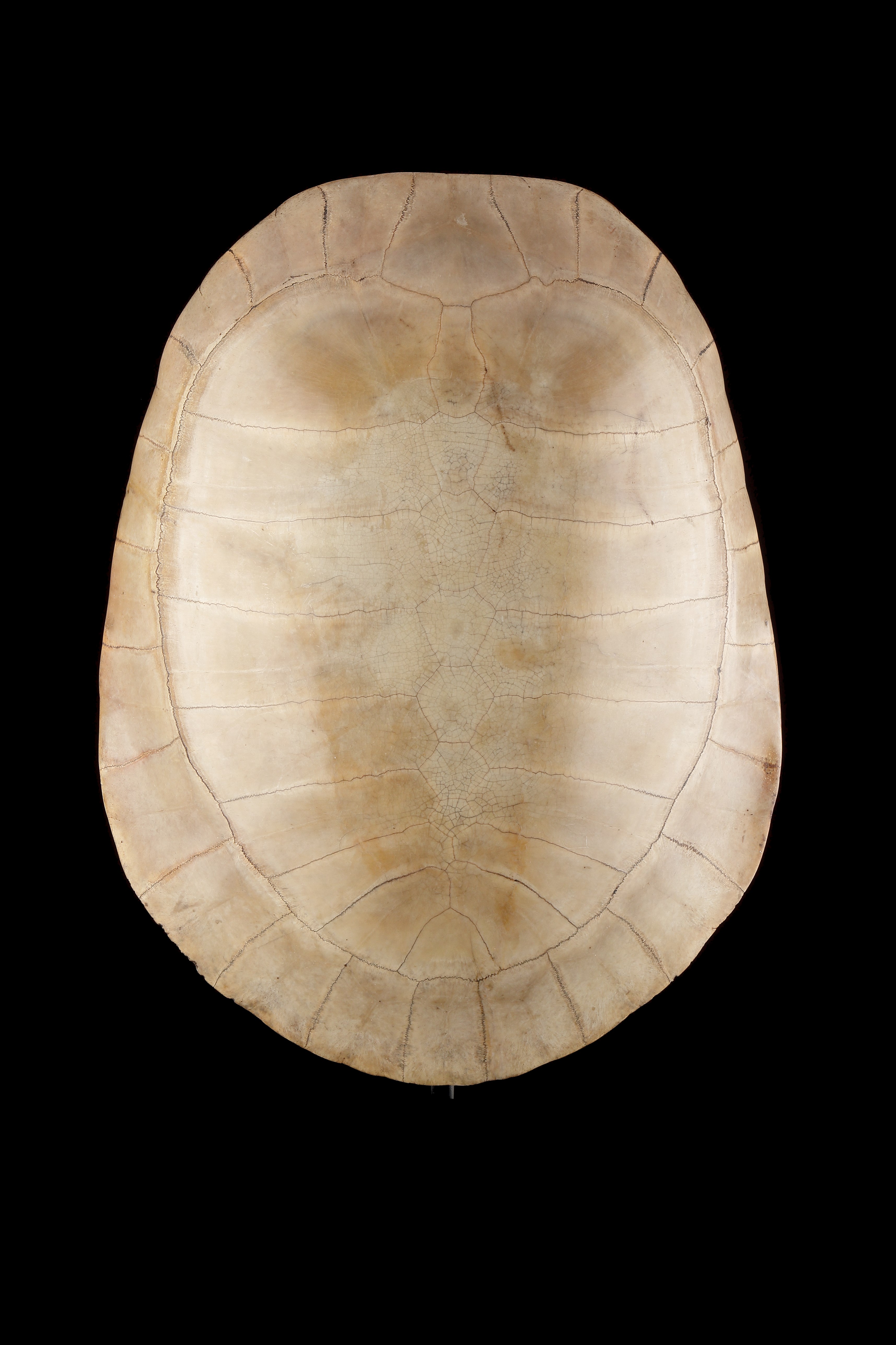 Blond Shell of a South American Amazonian Arrau River Turtle ‘Podocnemis Expansa’